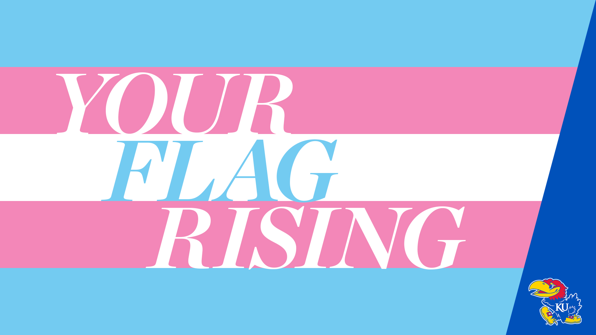 text that reads "your flag rising" on top of the transgender pride flag