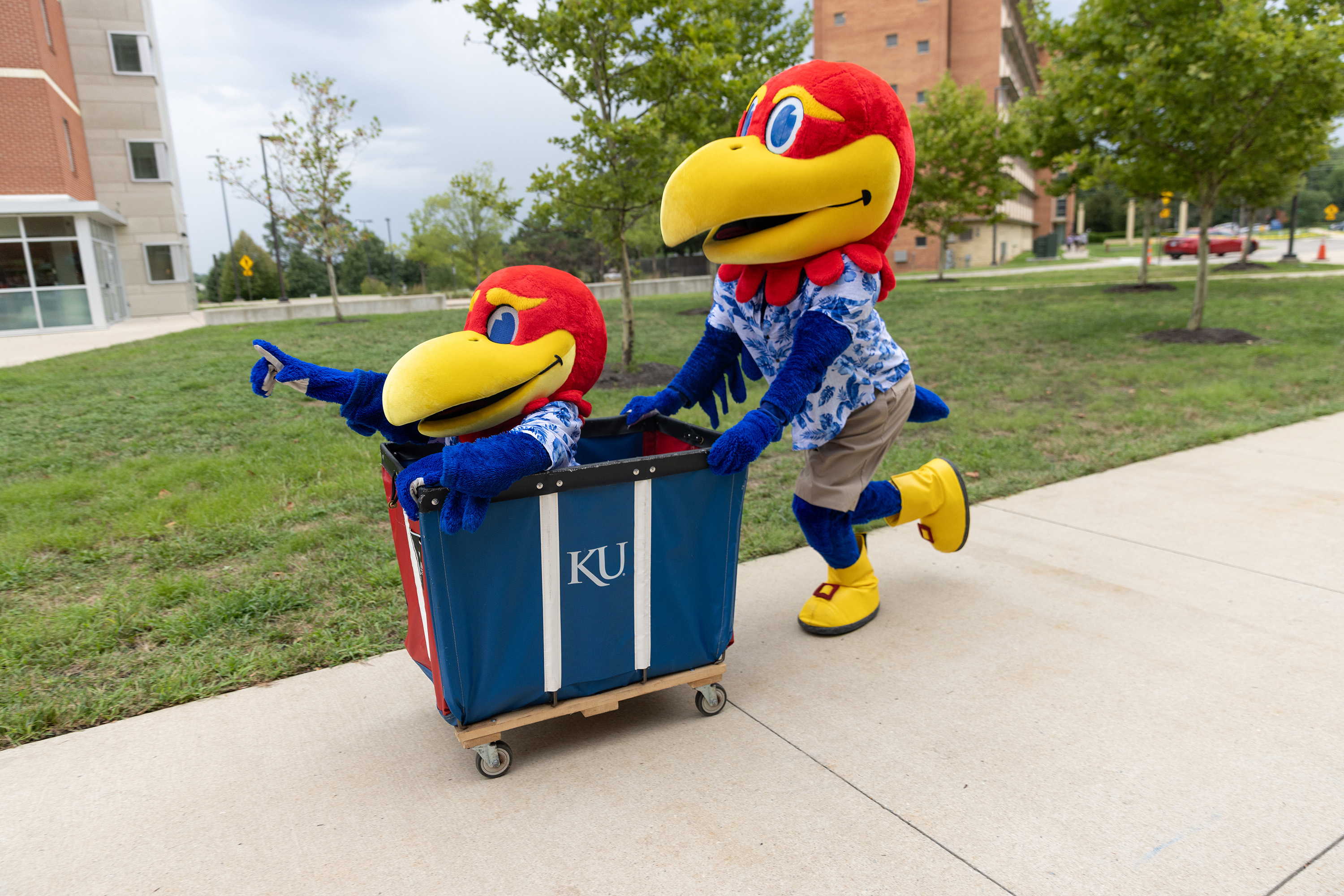 Jayhawks helping with move-in